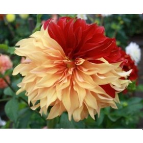 Resim 2 Adet Çift Renkli Yıldız Çiçeği Soğanı (Dahlia) - ADAFDN0392 
