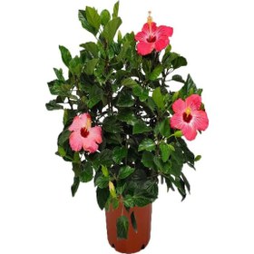 Resim Sevgililer Gününe Özel Pembe Japon Gülü Hibiscus Rosa Kurdele Çiçeği 