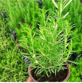 Resim Saksıda Biberiye - Mutfakta Evde Hazır Biberiye 3 Adet 