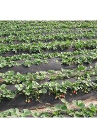 Resim 50 CM x600M Siyah Tekstil Mulch Siyah Agril 28 G Tarımsal Ot Örtüs 