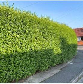 Resim Ligustrum Kurtbağrı 10 Adet 100-120 Cm - Çit Bitkisi Büyük Boy 