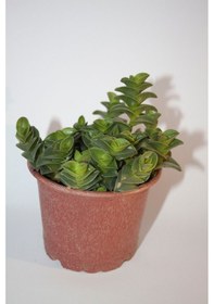 Resim Callisia Navicularis Sukulent Tekli 5,5 Cm Saksıda 