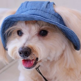 Resim 1. Ayarlanabilir elastik bantlı şapka, kedi ve köpekler için açıkta oyun oynarken veya güneşten korunmak için uygun 