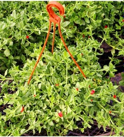 Resim Buz Çiçeği 5 Adet - Askılı Saksıda 