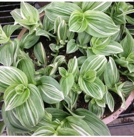 Resim Yeşil Beyaz Multi Renkli Albiflora Telgraf Çiçeği 9 Luk Saksıda 