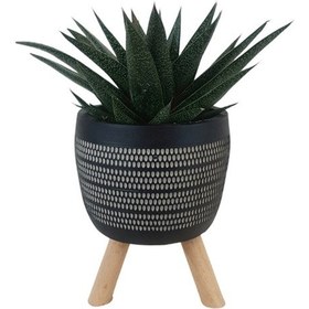 Resim Gasterhaworthia Royal Princes Siyah Damla Saksıda 