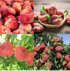 Resim Extreme Paraguaya Basık Yassı Şeftali Tohumu 2 Tohum 