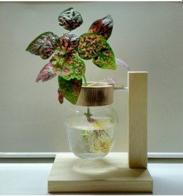 Resim Topraksız Bitki ve Çiçek için Ahşap Ayaklı Dekoratif Cam Vazo 