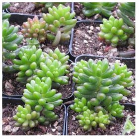Resim Tunç Botanik SEDUM RUBROTINCTUM 90 ADET - TERARYUM İÇİN SUKULENT YER ÖRTÜCÜ BİTKİ 