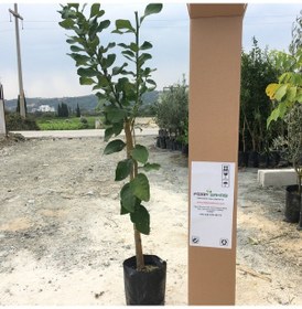 Resim Tüplü Aşılı Yediveren Limon Fidanı 2 Yaş Boy 90-110cm 