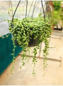 Resim Videolu Tesbih Boncuk Çiçeği 1 Adet Saksılı 20-40 Cm İç Mekan Bitkisi (Senecio Rowleyanus) 