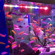 Resim 18/28/38/48/58cm Akvaryum Işığı Dekoratif Daldırılabilir Atmosfer Lambası USB Balık Tankı Aydınlatma 110V Çift Tahliye Su Altı Kutusu Aydınlatıcı, Akvaryum Süsleme ve Aydınlatma için Uygun 