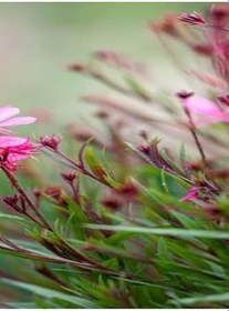 Resim Videolu Pembe/Beyaz Gaura Çiçeği Fidanı 2 Adet 40-60 Cm Dış Mekan Ağaçları Lindheimeri 