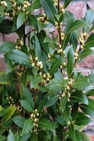 Resim Tüplü 60-80 Cm Defne Ağacı (Laurus Nobilis) Fidanı Bahçevilya 