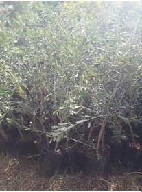 Resim Bol Verimli Sofralık Zeytin Fidanı 10 Adet Tüplü 50-70Cm Dış Mekan Ağaç 