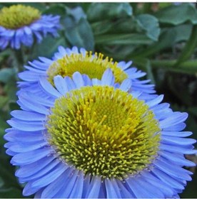 Resim Blue Erigeron Çiçeği Tohumu 50 Tohum 
