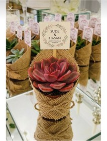 Resim FRİDA BOTANİK heyidelik sukulent 