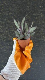 Resim NuNu By Purple Moon Mini Sukulent (Mor Ton Senecio) - 6-12 cm 