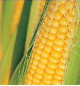 Resim Agrobazaar Golden Bantam Mısır 20 Tohum 
