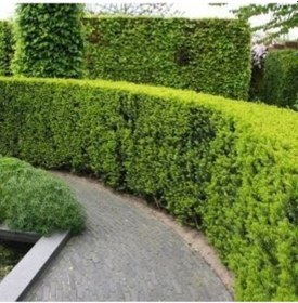 Resim Altuni Mazı Thuja Orientalis Aurea Compacta Nana 3 Adet 