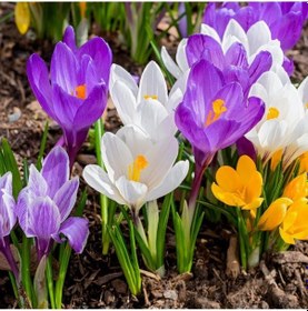 Resim Karışık Renkli Çiğdem Soğanı 100 Adet 