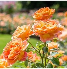 Resim Videolu Turuncu Pompon Gül Fidanı 10-15 Cm Saksılı/Tüplü Yediveren Gül Aşılı Güller (Orange Rose) 