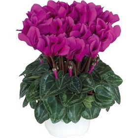 Resim Mor Siklamen Çiçeği 5 Adet 