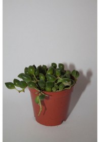 Resim Tesbih Çiçeği Sukulent Senecio Tekli 5.5 Cm Saksıda 