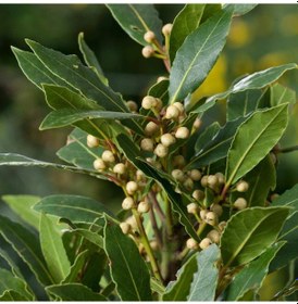 Resim Tüplü Aromatik Defne laurus Nobilis Fidanı 10 Adet 