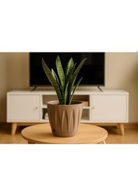 Resim Serinova Papatya Tabaklı Saksı 1,5 Lt 93993763 