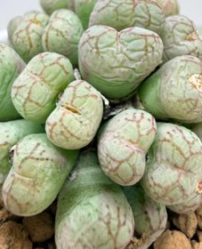 Resim haan garden Conophytum SSP Lithops Sukulent 