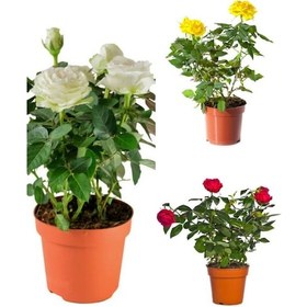 Resim Bitkim Sende Yediveren Kırmızı Beyaz Sarı Renkli 25 50cm 3 Adet Saksılı Aşılı Gül Red White Yellow Rose 