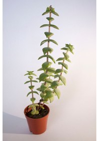 Resim Crassula Rupestris Sukulent Tekli 5,5 Cm Saksıda 