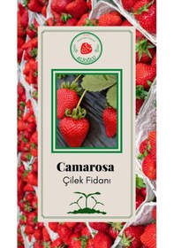 Resim 22 Adet Camarosa Çilek Fidesi Açık Kök ve Taze Söküm (Frigo) 
