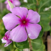 Resim Little Pink Vinca Roseus Rozet Çiçeği Tohumu (20 Tohum) 