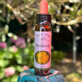 Resim BUTTERCUP ( DÜĞÜN ÇİÇEĞİ ÖZÜ ) 