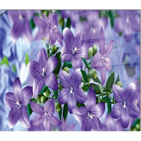 Resim Olinpa Cam Ocak Arkası Koruyucu | Çiçek Desenli 