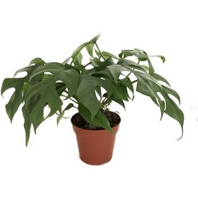 Resim Monstera Minima (Deve Tabanı) Ø12 CM Y25-30 CM 