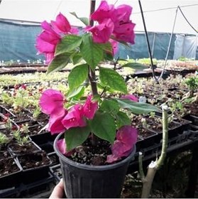 Resim Özel Çeşit Bodur Fuşya Gelin Duvağı Begonvil Bougainvillea 