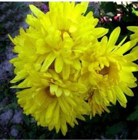 Resim Dona Dayanıklı Pompon Sarı Aster Çiçeği Tohumu 50 Tohum 