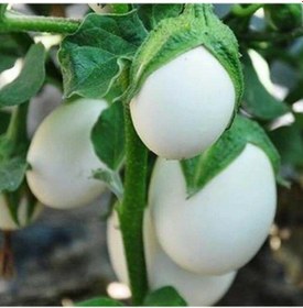 Resim Japanese Egg White Etli Yumurta Patlıcan Tohumu 15 Tohum 