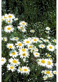 Resim Papatya Çiçeği x 3 ad 