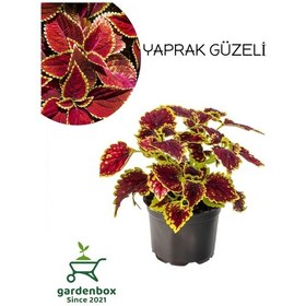 Resim Çilli Yaprak Güzeli Çiçeği 1 Adet Kolyos 10-20cm 