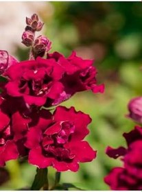 Resim Videolu 1 Adet Kırmızı Aslan Ağzı Çiçeği Fidesi 10-20 Cm Tüplü Çiçekli Bodur Antirrhinum Majus 