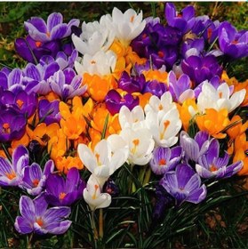 Resim Karışık Renkli Çiğdem Mixed Crocus Soğanı 10 Adet 