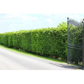 Resim Limoni Servi Cupressus Macrocarpa Goldcrest 5 Adet 