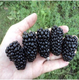 Resim Tüplü Dikensiz Aromalı Jumbo Böğürtlen Fidanı 
