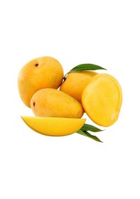 Resim Aşılı Alphonso Mango Fidanı - 2 Yaş - Tüplü 60-70 Cm - Saksıda Yetişmeye Uygun Dünyanın En Tatlı Mangosu 