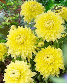 Resim Büyük Çiçekli Bilbaoyıldız Dahlia Çiçeği Soğanı Yumrusu 1 Adet 