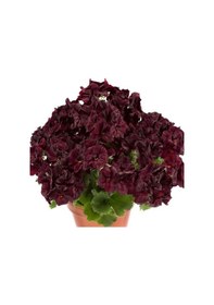 Resim Özel Çeşit Nadir Aristo Black Velvet Sardunya Çiçeği Fidesi 1 Adet 